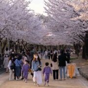 Parque com celebração Hanami sob belas flores de cerejeiras.