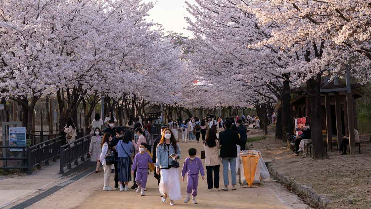 Parque com celebração Hanami sob belas flores de cerejeiras.