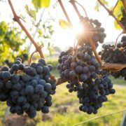 Cachos de uvas pendurados e prontos para serem coletados.