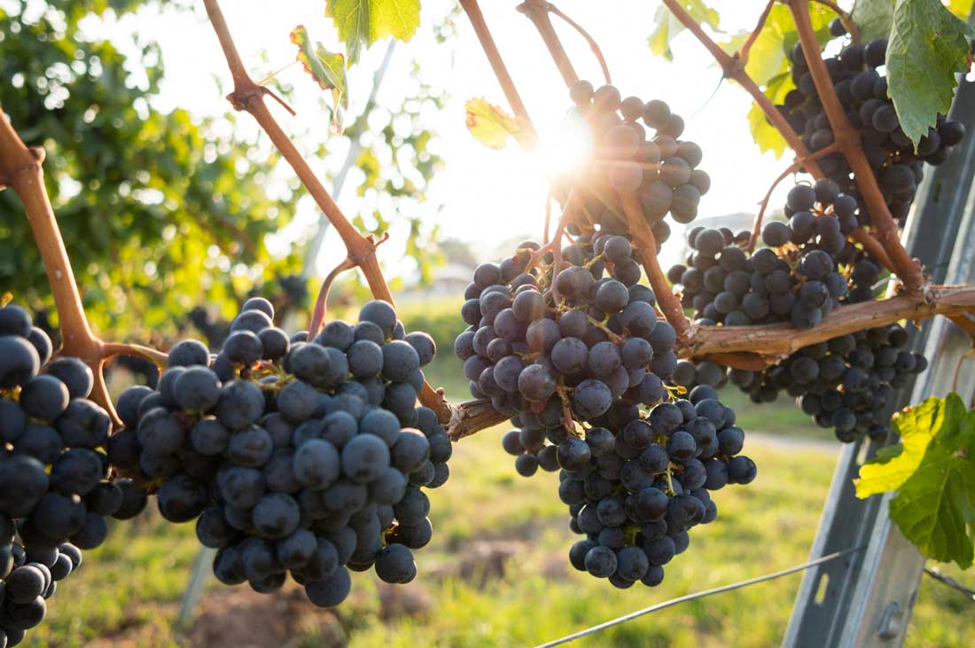 Cachos de uvas pendurados e prontos para serem coletados.